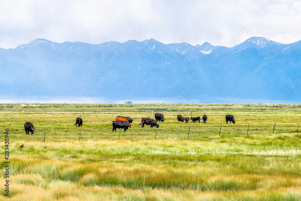 Highway 285 in southwest Colorado with rural countryside farm pasture and cows near Center and Monte Vista and view of Rocky Mountains Highway 285 in southwest Colorado with rural countryside farm pasture and cows near Center and Monte Vista and view of Rocky Mountains