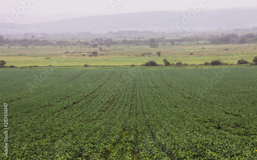 far East. Soy fields. Harvest