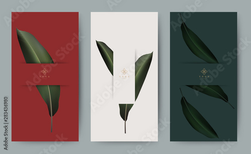 Set of banner for branding packaging leaf nature background. Design for logo, voucher, Summer tropical, autumn and Christmas season greeting. Minimal modern style. vector illustration