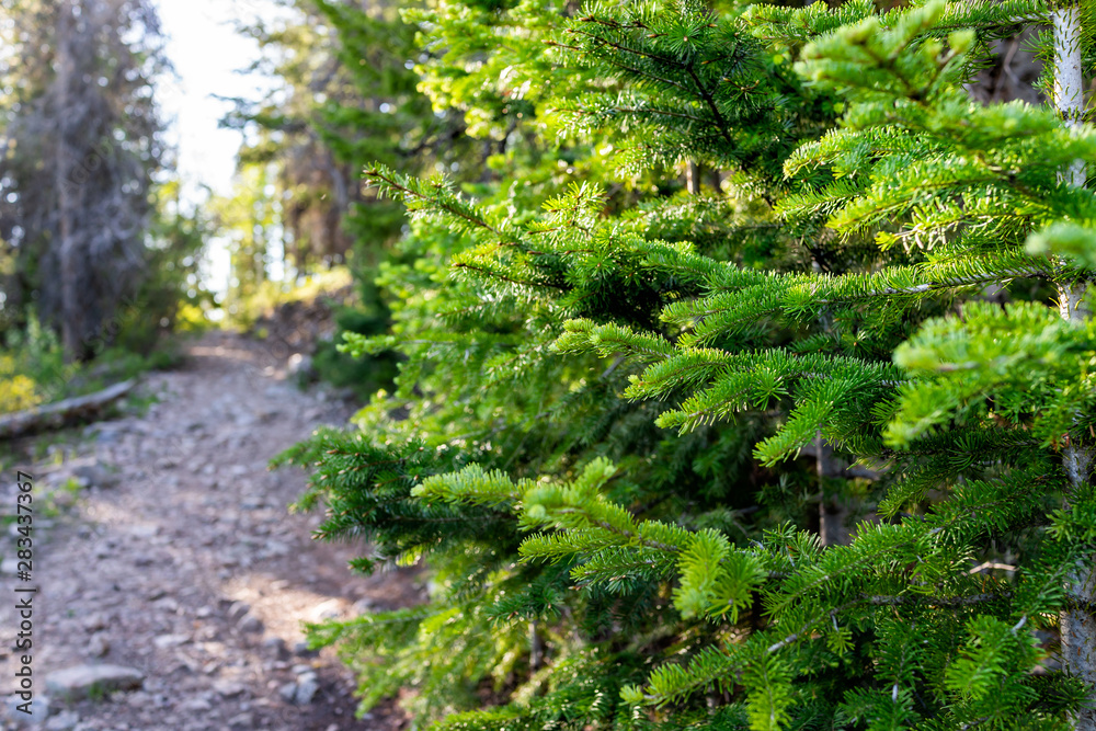 Fototapeta premium Pine forest footpath with closeup of tree in Thomas Lakes Hike in Mt Sopris, Carbondale, Colorado on sunny day