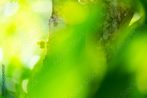Green blurred background. Green bokeh out of focus foliage background.