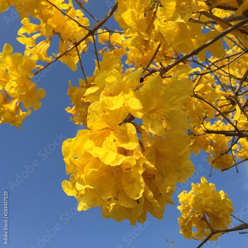 Fotografie Flores