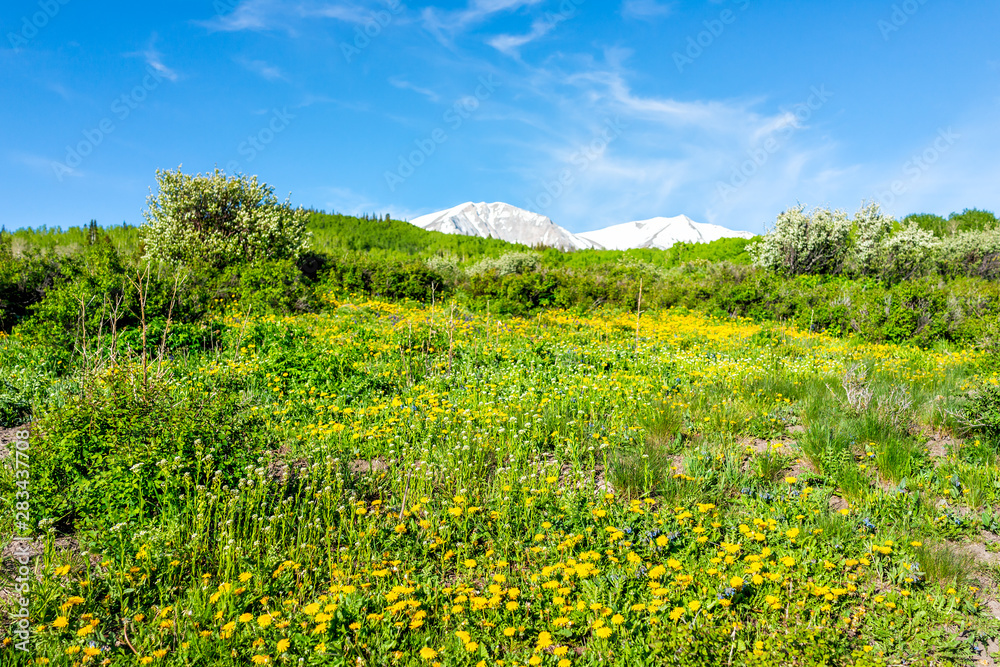Yellow dandelion flowers field meadow on Thomas Lakes Hike trail in Mt Sopris, Carbondale, Colorado with view of snow mt sopris Yellow dandelion flowers field meadow on Thomas Lakes Hike trail in Mt Sopris, Carbondale, Colorado with view of snow mt sopris