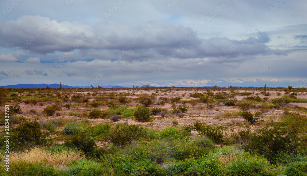 Mountains with saguaro cactus covered landscape Mountains with saguaro cactus covered landscape