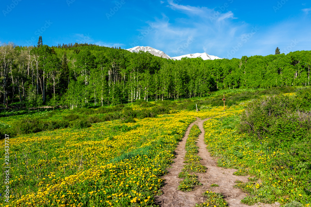 Yellow dandelion flowers field meadow along Thomas Lakes Hike trail in Mt Sopris, Carbondale, Colorado with view of snow mt sopris and footpath