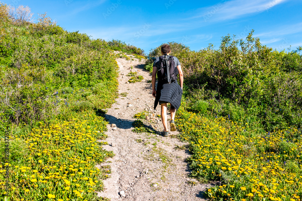 Yellow dandelion flowers meadow and man hiker walking on Thomas Lakes Hike trail in Mt Sopris, Carbondale, Colorado with footpath Yellow dandelion flowers meadow and man hiker walking on Thomas Lakes Hike trail in Mt Sopris, Carbondale, Colorado with footpath