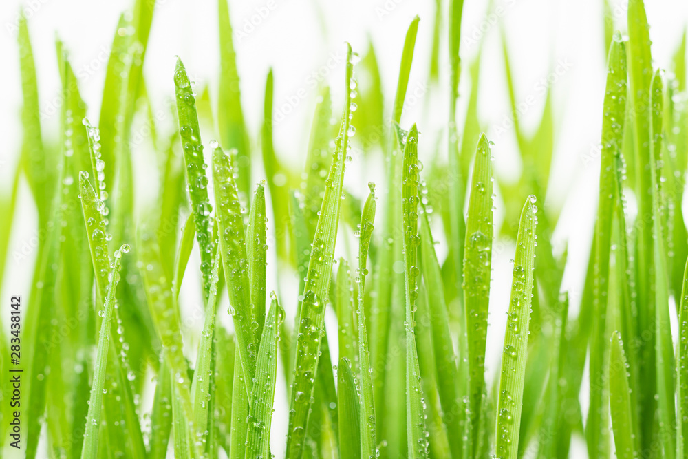 Close up blades of green grass with raindrop