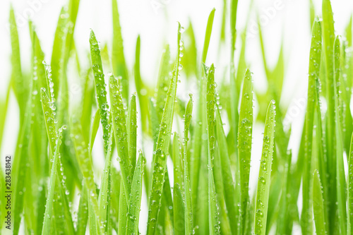 Close up blades of green grass with raindrop