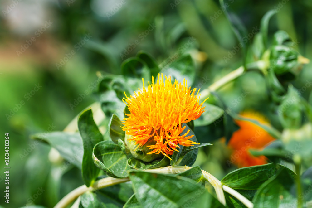 Safflower flowers in a field