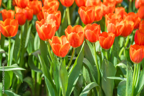 Red tulips in park garden
