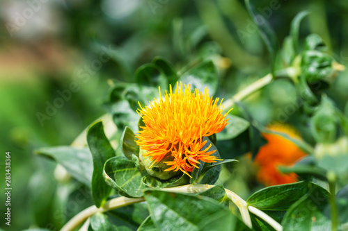 Safflower flowers in a field photo