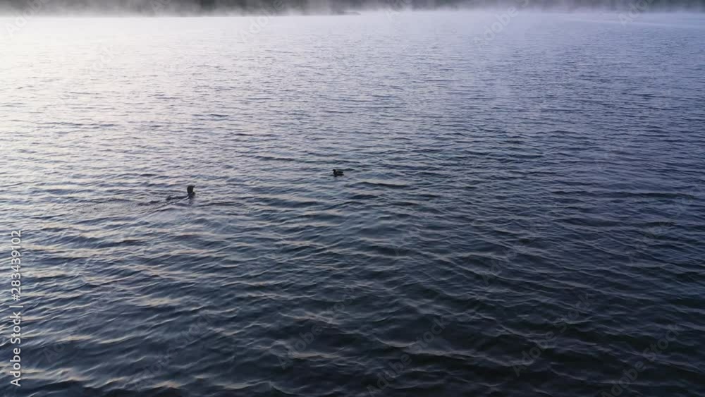Wide aerial shot before sunrise and goose breaches blue water and morning mist.