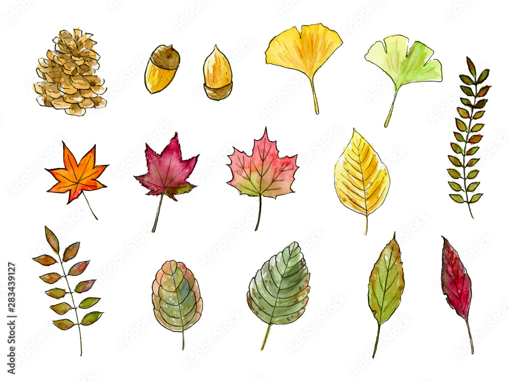 秋の葉 木の実 手描き水彩イラストセット Stock Vector Adobe Stock