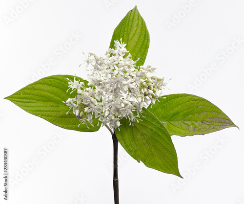 Red osier dogwood (Cornus sericea)