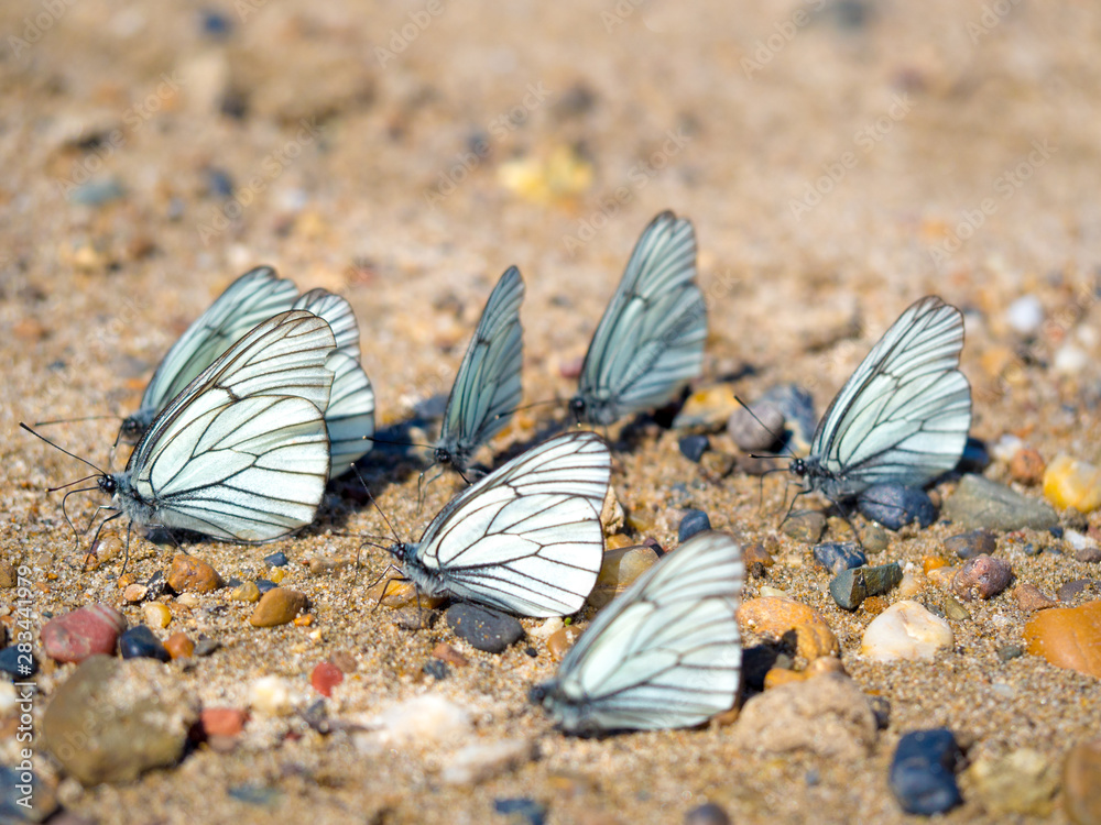 Group of beautiful white blackveined butterflyes on beach sand Group of beautiful white blackveined butterflyes on beach sand
