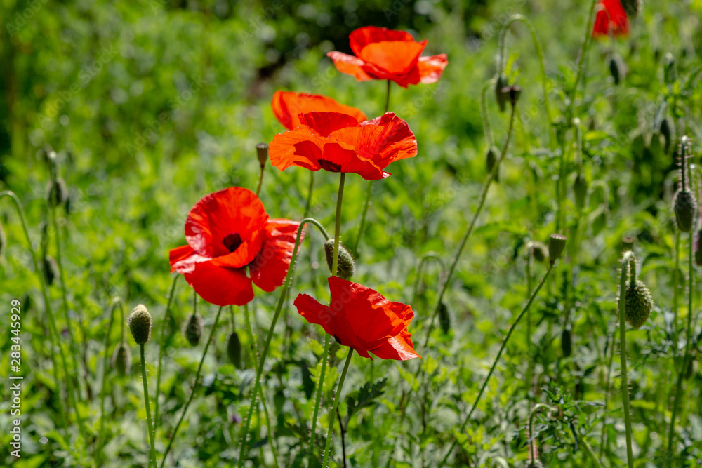 Red flower Papaver on green background in sunny day Red flower Papaver on green background in sunny day