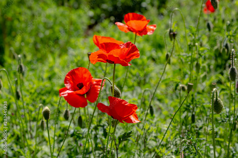 Red flower Papaver on green background in sunny day Red flower Papaver on green background in sunny day
