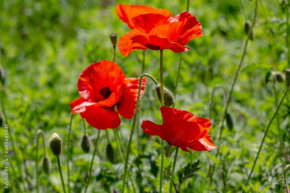 Red flower Papaver on green background in sunny day Red flower Papaver on green background in sunny day