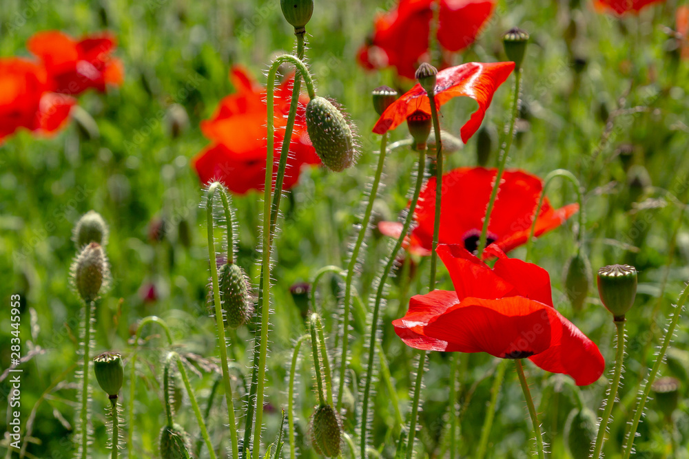 Naklejka premium Red flower Papaver on green background in sunny day