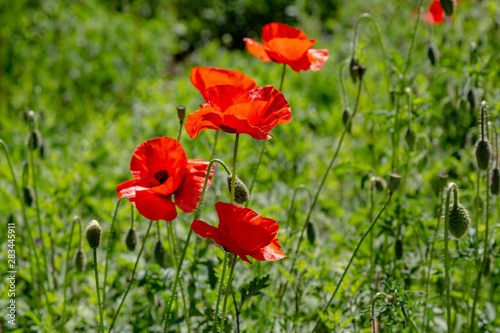 Red flower Papaver on green background in sunny day