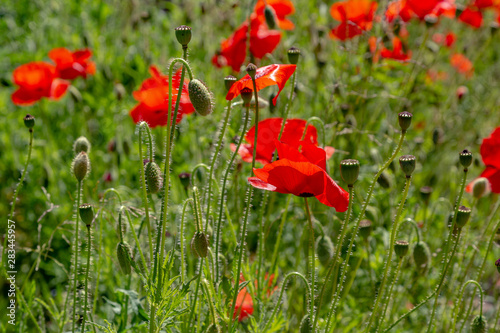 Red flower Papaver on green background in sunny day