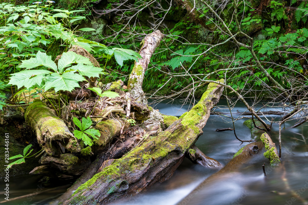 Obraz premium 夏の奥入瀬渓流