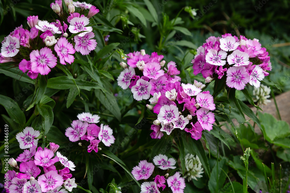 Dianthus barbatus (Sweet William's) in garden. Purple flowers dianthus barbatus in natural background.