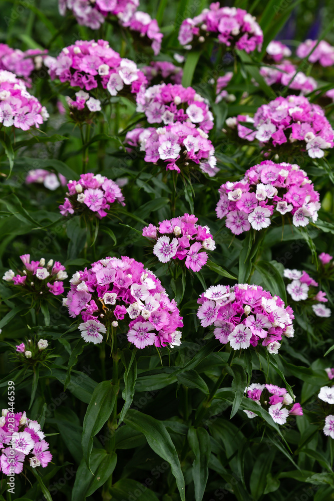 Dianthus barbatus (Sweet William's) in garden. Purple flowers dianthus barbatus in natural background.