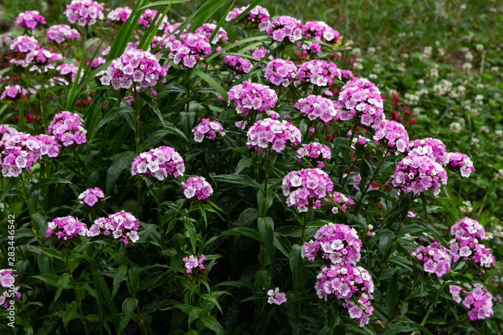 Dianthus barbatus (Sweet William's) in garden. Purple flowers dianthus barbatus in natural background. Dianthus barbatus (Sweet William's) in garden. Purple flowers dianthus barbatus in natural background.
