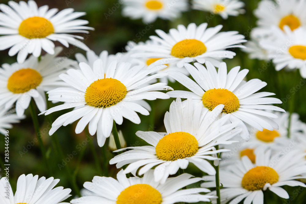 Fototapeta premium Chamomile in garden. A beautiful scene of nature with blooming Chamomile. Summer floral background. Daisy background.