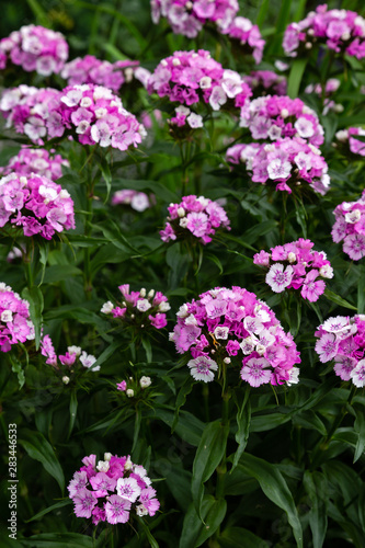 Fototapeta Naklejka Na Ścianę i Meble -  Dianthus barbatus (Sweet William's) in garden. Purple flowers dianthus barbatus in natural background.