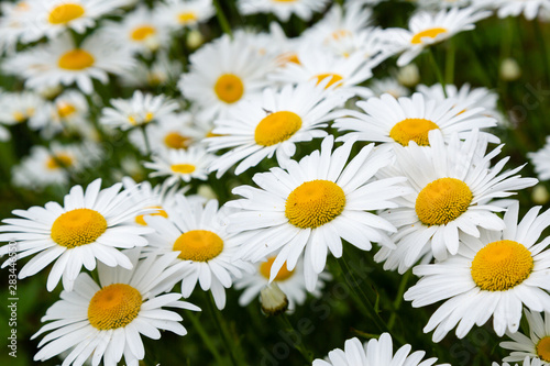 Chamomile in garden. A beautiful scene of nature with blooming Chamomile. Summer floral background. Daisy background.