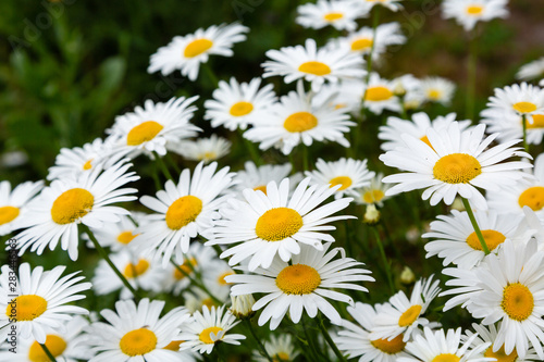 Chamomile in garden. A beautiful scene of nature with blooming Chamomile. Summer floral background. Daisy background.