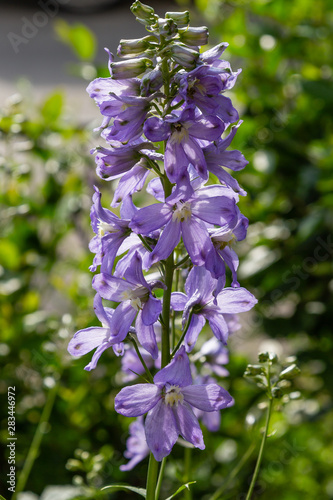 Beautiful purple delphiniums blooming in the garden.