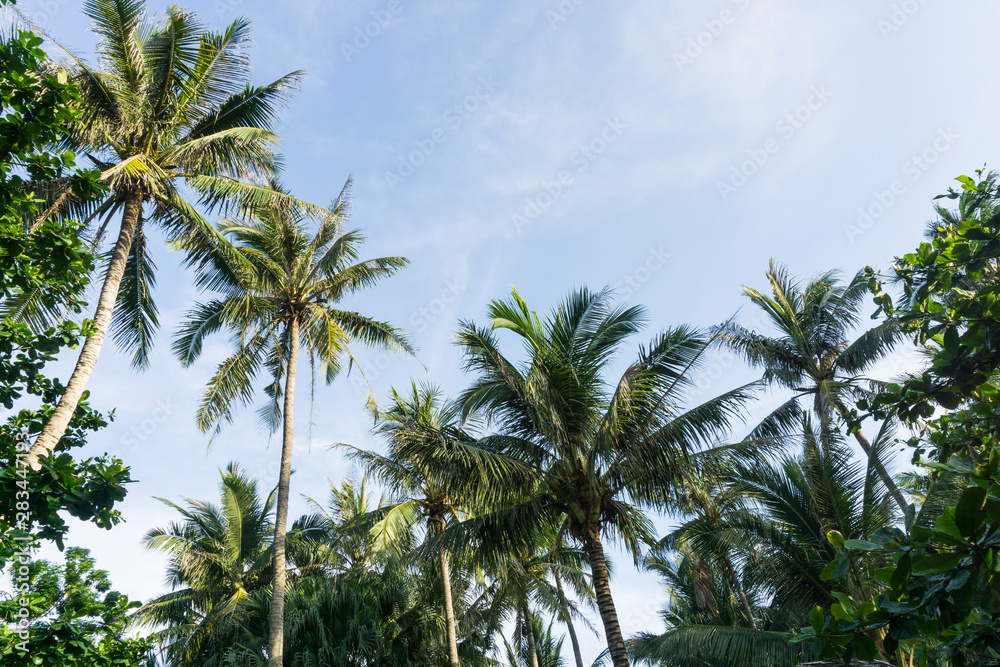 Obraz premium Coconut