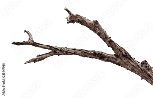 Fotografia tree death or branch die on white background