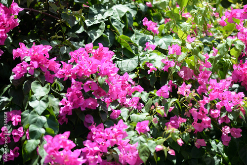 Fototapeta Naklejka Na Ścianę i Meble -  Gorgeous bougainvillea blooming in the summer garden close-up