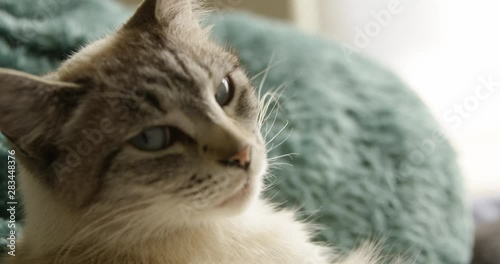 Beautiful white grey cat with blue eyes turns its head as camera racks focus in slow motion 4K photo