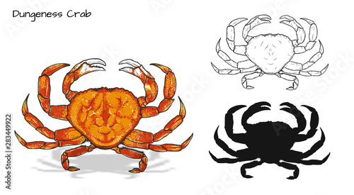 Crab vector by hand drawing.crab silhouette on white background.Dungeness Crab art highly detailed in line art style.Animal pictures for coloring photo