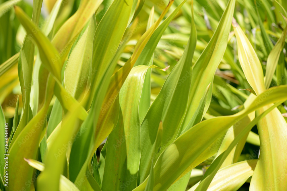 Green leaves close-up in a tropical garden on a bright sunny day Green leaves close-up in a tropical garden on a bright sunny day