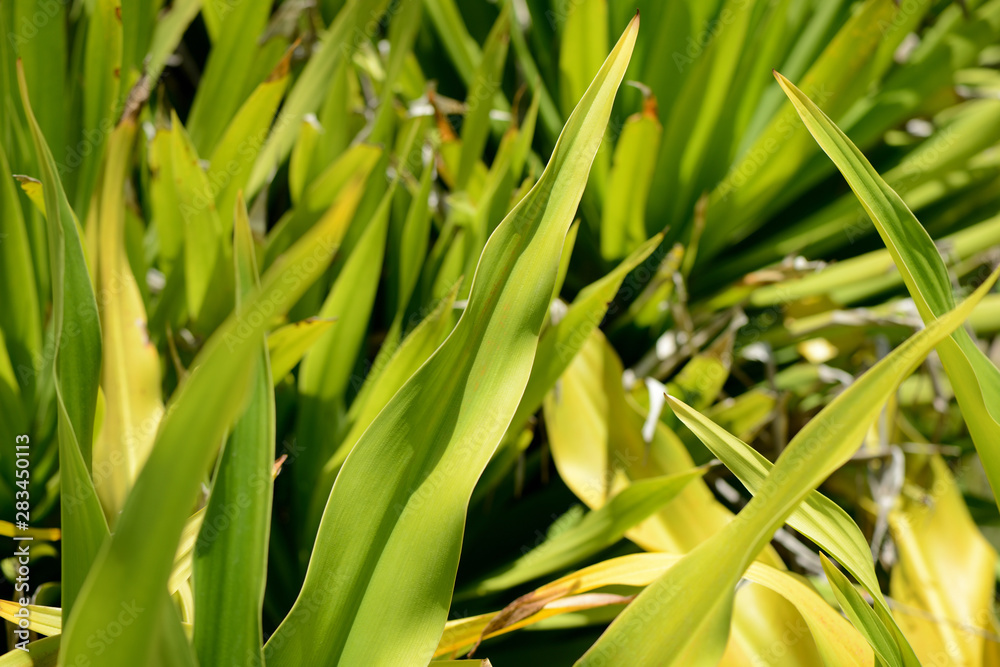 Fototapeta premium Green leaves close-up in a tropical garden on a bright sunny day