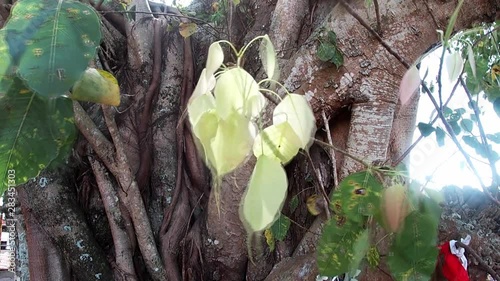 A bo tree in a buddhist temple in Sri Lanka photo