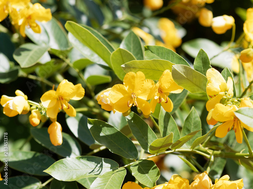 Fleurs jaunes dorées du séné d'Alexandrie (Senna alexandrina) photo