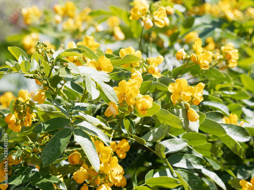 Le séné d'Alexandrie (Senna alexandrina) photo