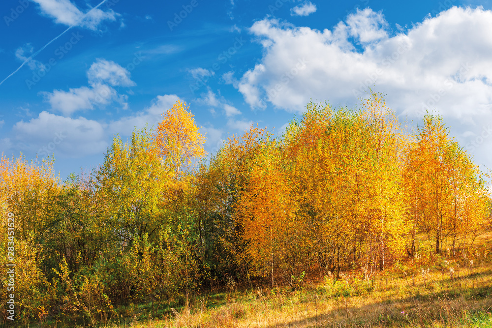 birch trees in golden foliage on the hill. beautiful fall scenery on a bright day beneath a blue sky with fluffy clouds