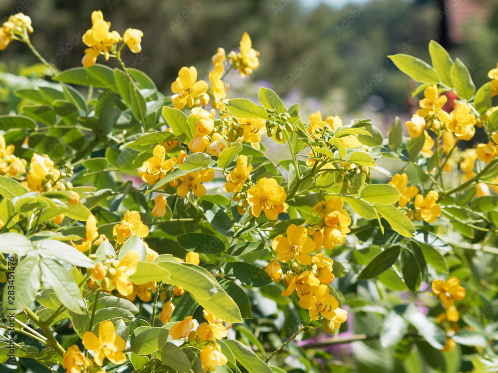 Séné (Senna alexandrina)