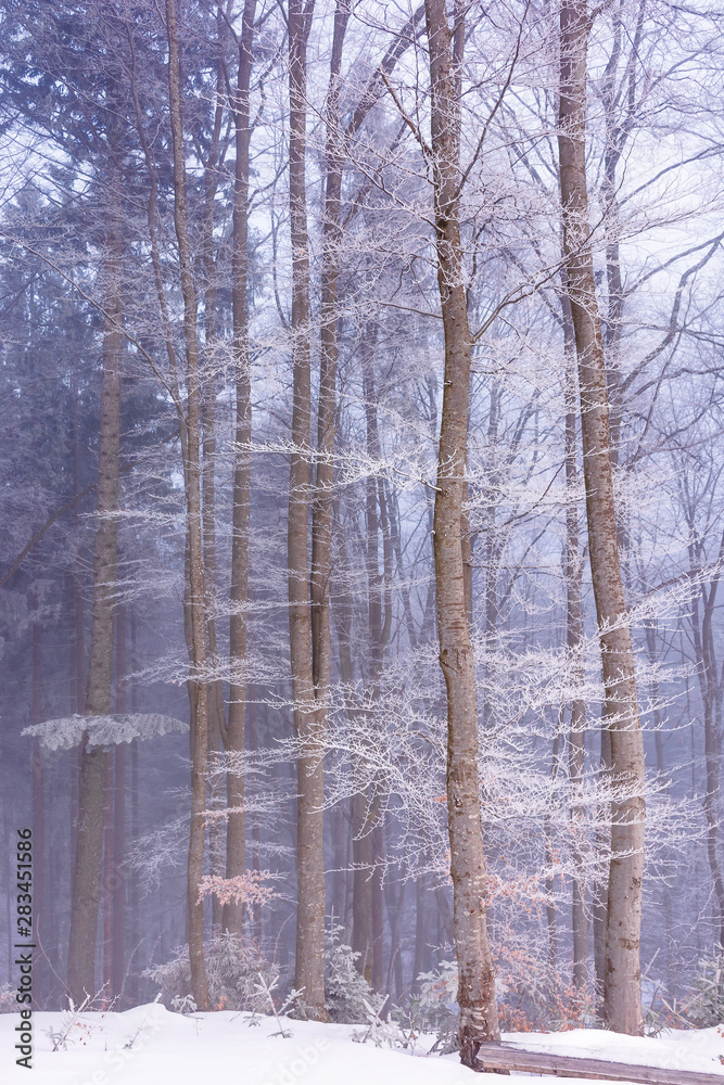 Fototapeta premium winter forest in fog and hoarfrost. beautiful woodland scenery in the morning. wonderful nature scenry