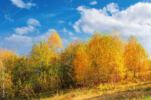 birch trees in golden foliage on the hill. beautiful fall scenery on a bright day beneath a blue sky with fluffy clouds