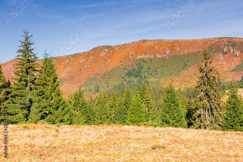 beautiful countryside with forest on the hills. autumn scenery with spruce trees in mountains in morning light. location apuseni natural park, romania. Varful Carligati in the distance photo