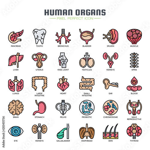 Human organs , Thin Line and Pixel Perfect Icons